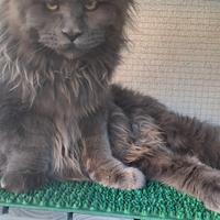 Maine Coon Maschio