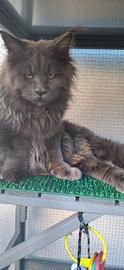 Maine Coon in Coppia