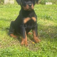 Rottweiler cucciolo pedigree