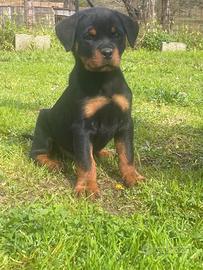 Rottweiler cucciolo pedigree