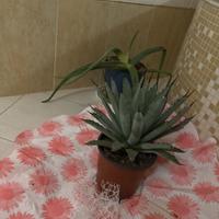 Piante