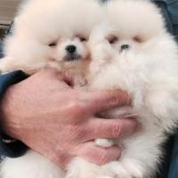 Spitz di Pomerania