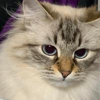 Gatto siberiano 5 anni