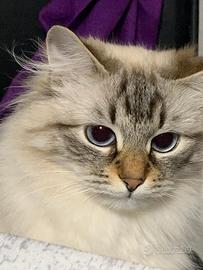 Gatto siberiano 5 anni