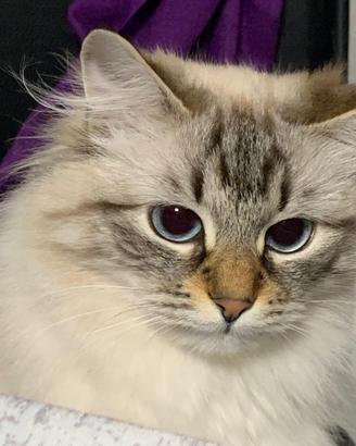 Gatto siberiano 5 anni