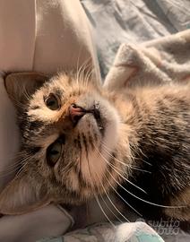 Gattina in adozione