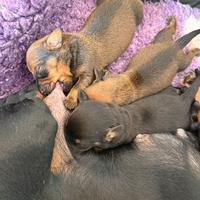 Cucciole bassotto nano