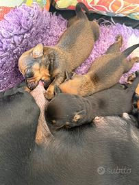 Cucciole bassotto nano