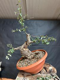Bonsai sughera