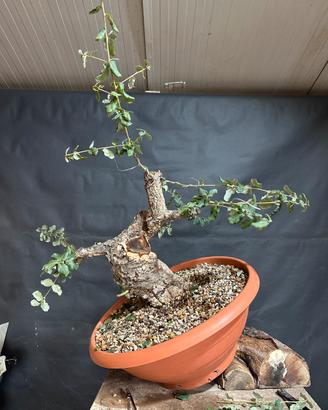 Bonsai sughera