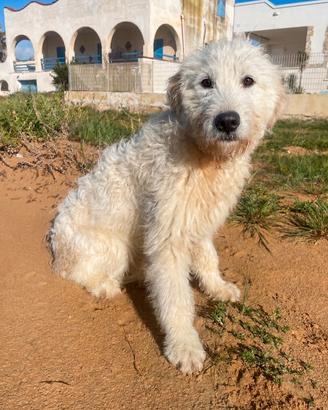 Cucciolone abbandonato spinone italiano