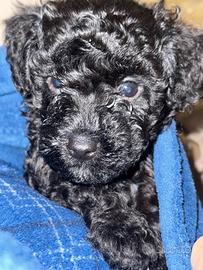 Cuccioli di barboncino