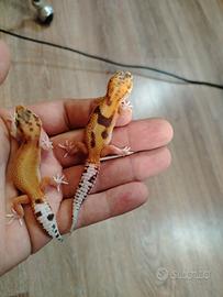 Baby geco leopardino
