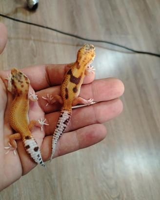 Baby geco leopardino