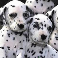 Dalmata