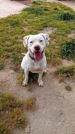 Blanco dogo/pitbull
