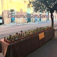 Piante grasse in vaso