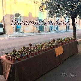 Piante grasse in vaso