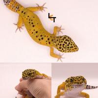 Geco leopardino