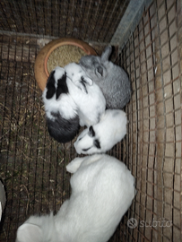Coniglietti piccoli