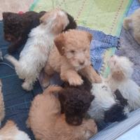 Cuccioli di Lagotto romagnolo
