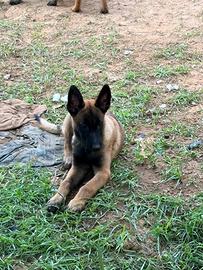 Pastore Belga Malinois