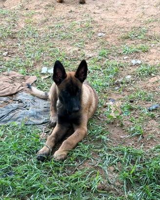 Pastore Belga Malinois