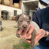 Texas Heeler