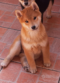 Cuccioli di Shiba Inu con Pedigree