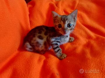 Gatto bengala