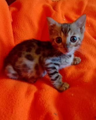Gatto bengala