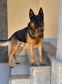 Pastore Tedesco Linea Lavoro disponibile per monte