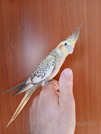 Pappagallo calopsite