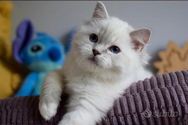 Cuccioli ragdoll