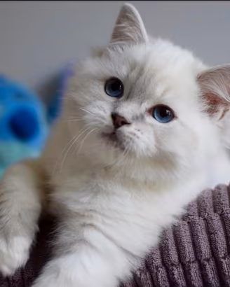 Cuccioli ragdoll
