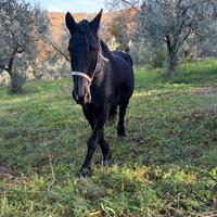 Cavalla frisone