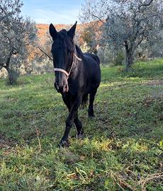 Cavalla frisone