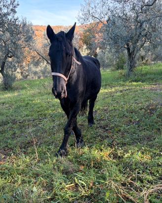 Cavalla frisone