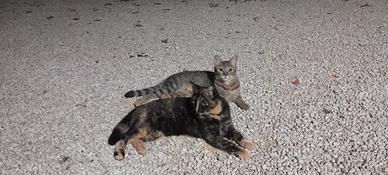 Gattine di 1 anno sterilizzate
