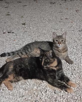 Gattine di 1 anno sterilizzate