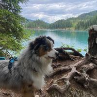 Pastore australiano da monta occhi azzurri