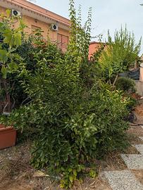 Pianta di lime adulta 150 x 300 cm