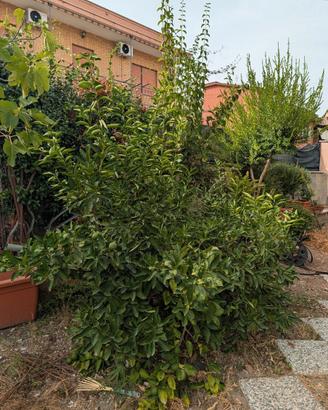Pianta di lime adulta 150 x 300 cm