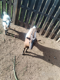 Caprette tibetane 2 femmine e 1 maschio