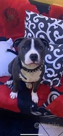 Staffordshire bull terrier per monta
