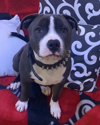 Staffordshire bull terrier per monta