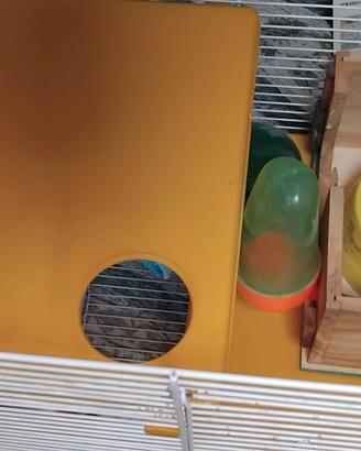 Gabbietta e trasportino per criceto o porcellino i