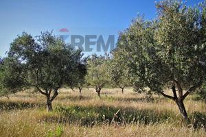 Terreno - Ramacca