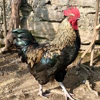 Splendido giovane gallo