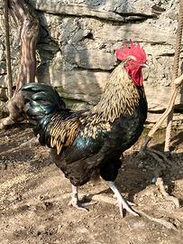 Splendido giovane gallo